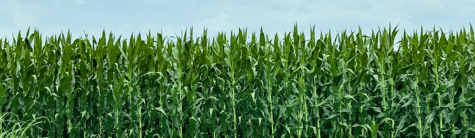 Field of corn against blue sky